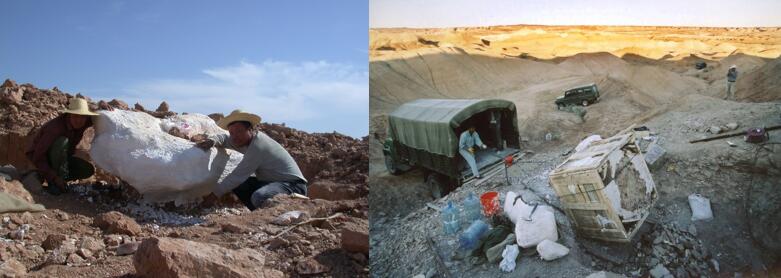 1649314130737624.jpg 采集恐龙化石方法:皮套克法和套箱法.jpg