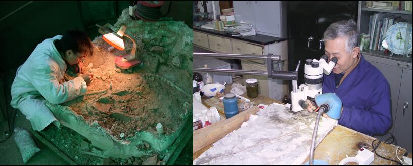 1649314156703300.jpg 化石修理:就像牙医去除牙结石.jpg